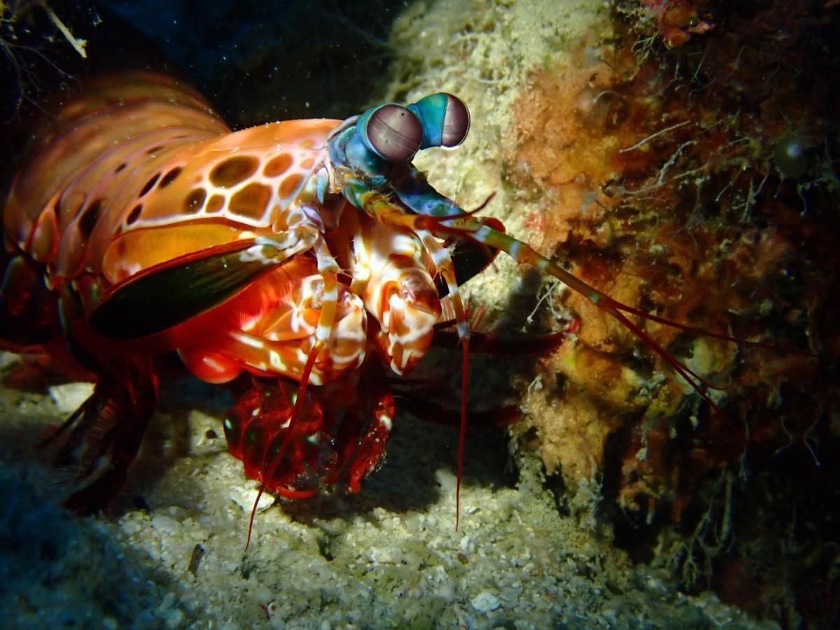 Alegria Dive Resort 외부 사진