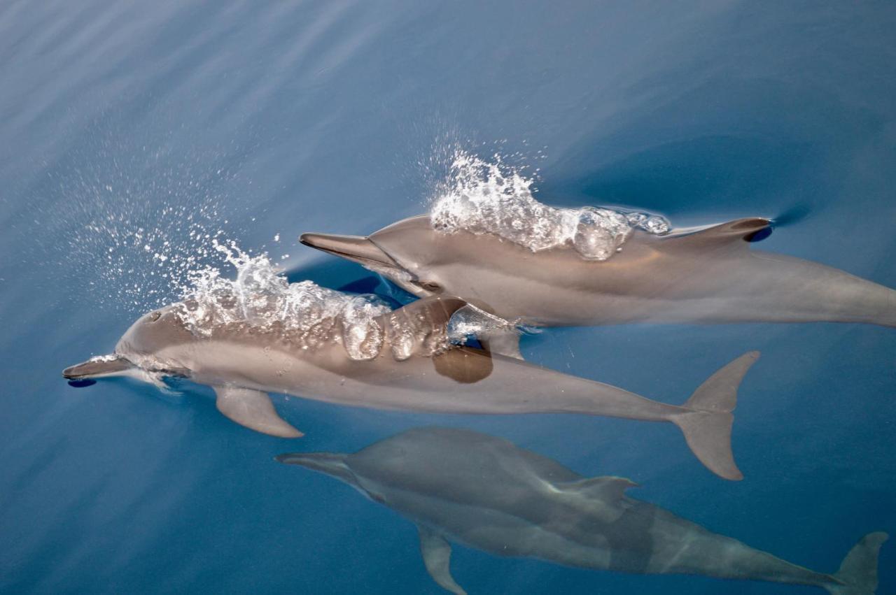 Alegria Dive Resort 외부 사진