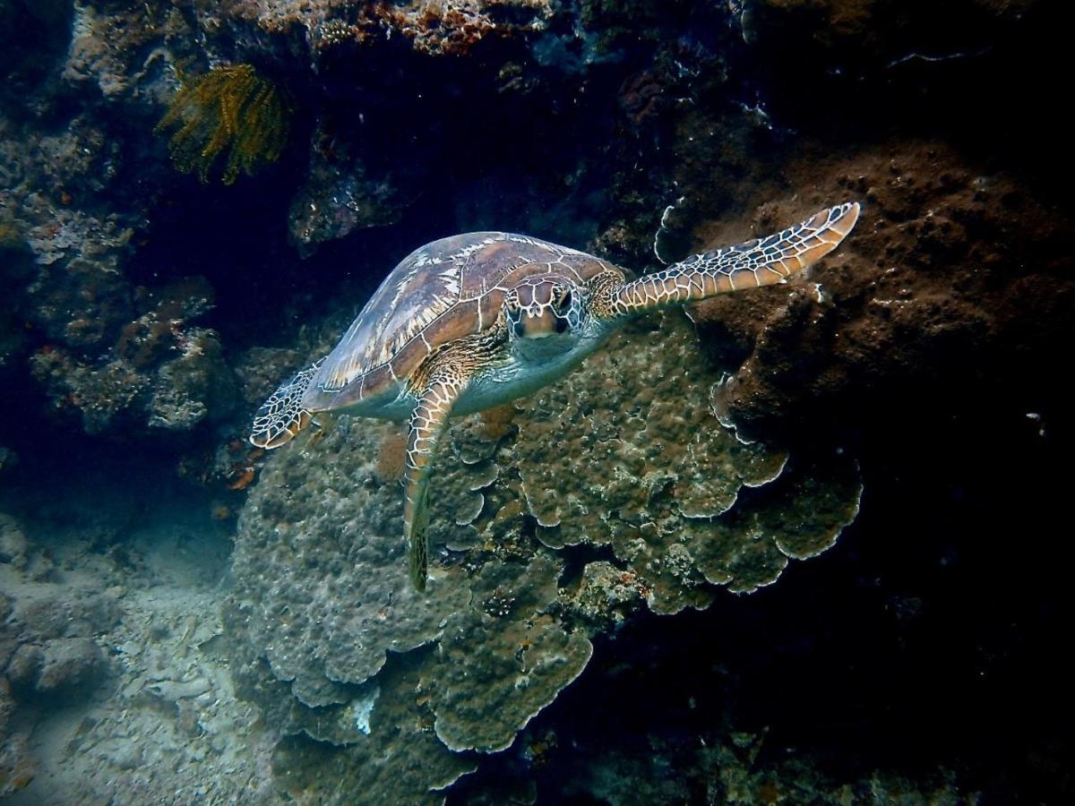 Alegria Dive Resort 외부 사진